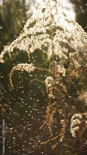 Dry Conadian goldenrod is fluffy. Dried flowers.