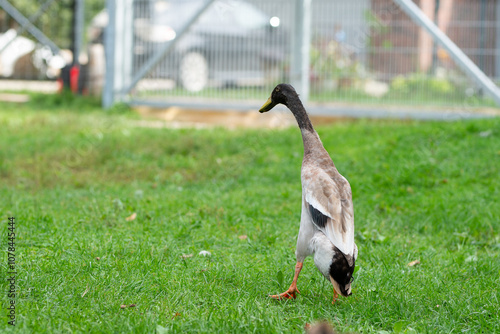 Indian duck in the green grass, Lithuania, Kaunas