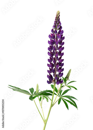 Purple lupine flowers isolated on white background. Bunch of colorful lupines, spring flower.