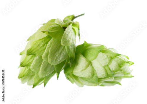 Fresh green hops branch, isolated on a white background. Hop cones with leaf. Organic Hop Flowers. Clipping path. photo