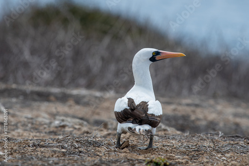 Obraz na płótnie Nazca Booby (Sula Grandi) Land on Land Rest Moment -Cuador w salonie