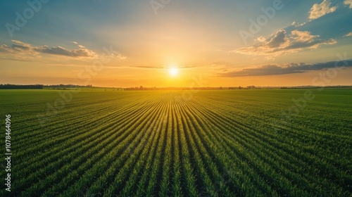 Sunset Over a Lush Field