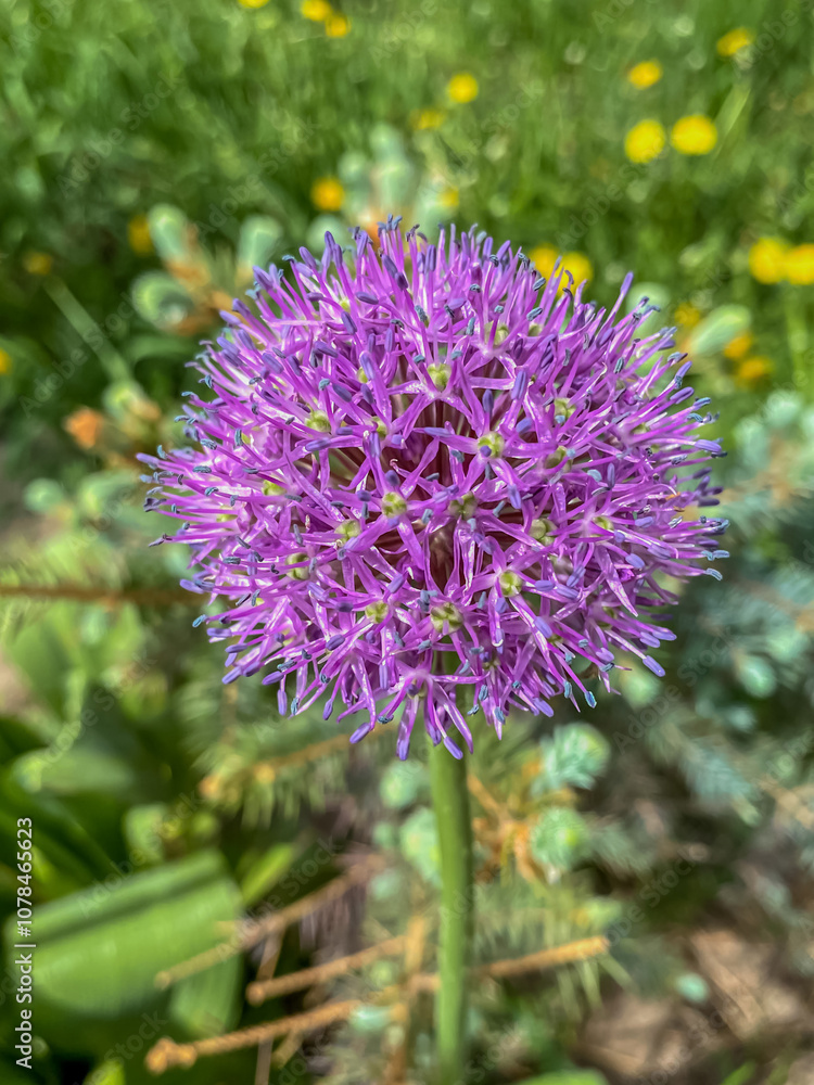 Allium giganteum, commonly known as Allium giganteum Allium giganteum, commonly known as Allium giganteum