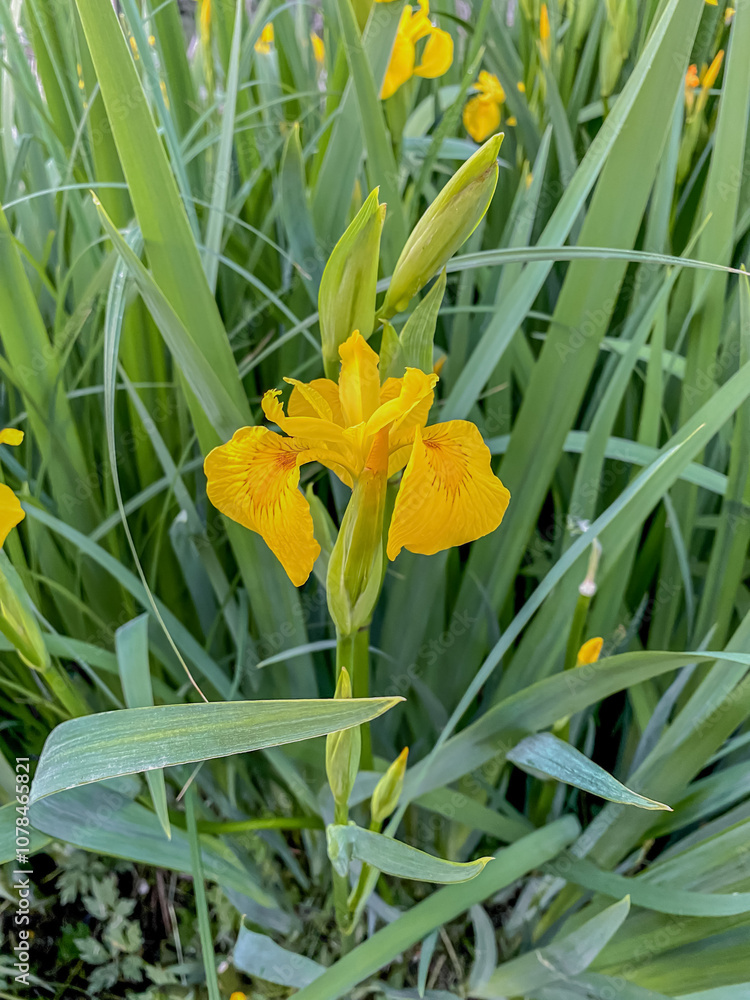 Fototapeta premium Beautiful yellow iris flowers blooming in the spring garden