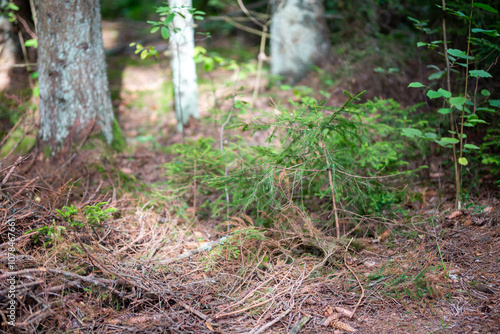 Random photo from forest in Lithuania