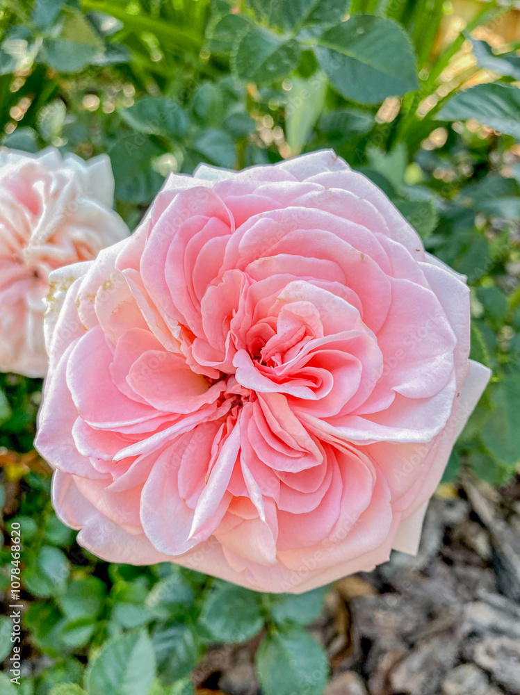 Beautiful pink rose in the garden, closeup of a flower Beautiful pink rose in the garden, closeup of a flower