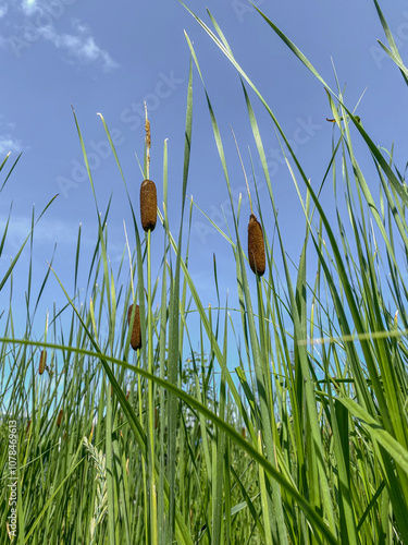 reeds in the water