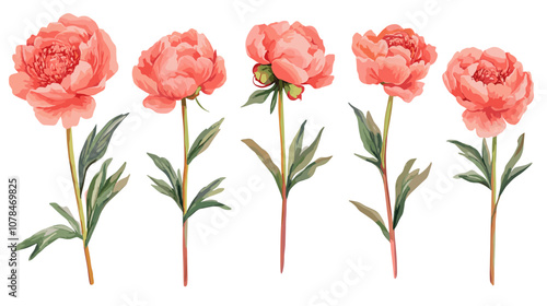 Watercolor vector illusrtation of a red peony flower head isolated om white background. Perfect flowers for wedding invitations, cards, fabric