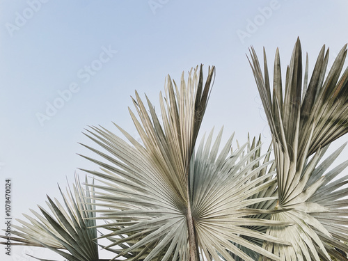 Ashen Palm fronds with soft blue light sky