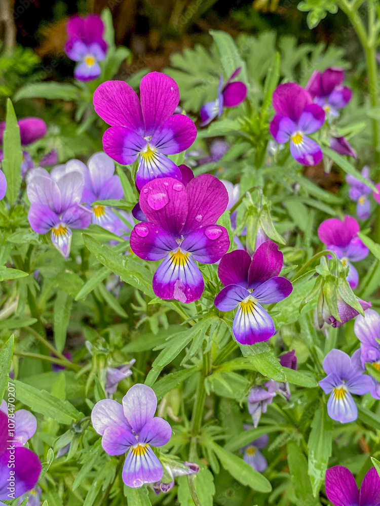 Purple pansy flowers (Viola tricolor) in the garden Purple pansy flowers (Viola tricolor) in the garden