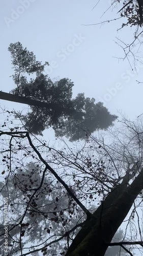 Wallpaper Mural Tops of pine trees. Torontodigital.ca