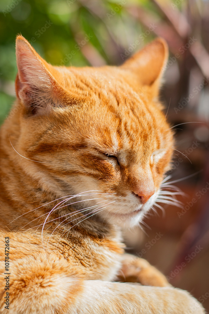Close-up of a relaxed ginger cat's face on a sunny day. Close-up of a relaxed ginger cat's face on a sunny day.