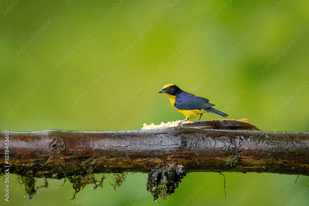 Blue-winged Mountain-tanager, Anisognathus somptuosus, Santa Marta, Colombia. Yellow, black and blue bird, sitting on the branch with clear green