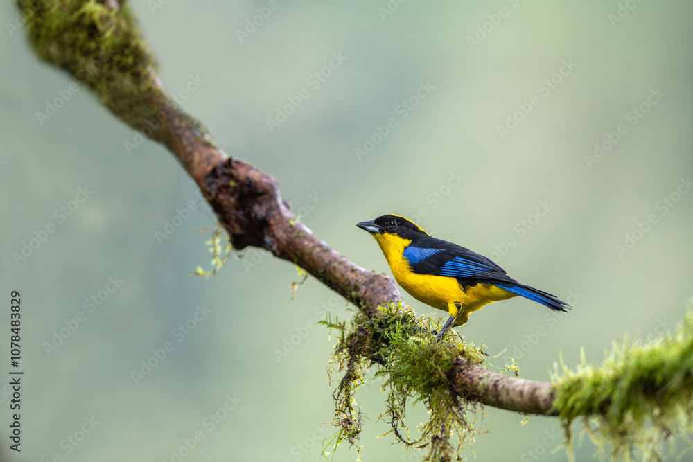 Blue-winged Mountain-tanager, Anisognathus somptuosus, Santa Marta, Colombia. Yellow, black and blue bird, sitting on the branch with clear green