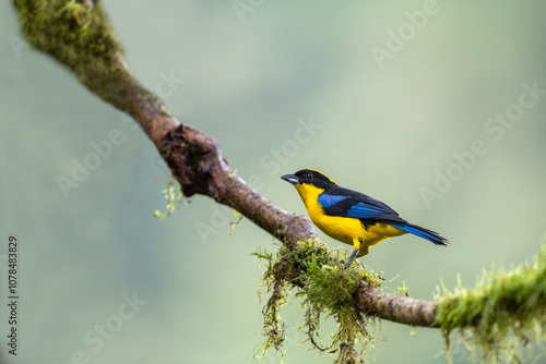 Obraz na płótnie Blue-winged Mountain-tanager, Anisognathus somptuosus, Santa Marta, Colombia. Yellow, black and blue bird, sitting on the branch with clear green w salonie