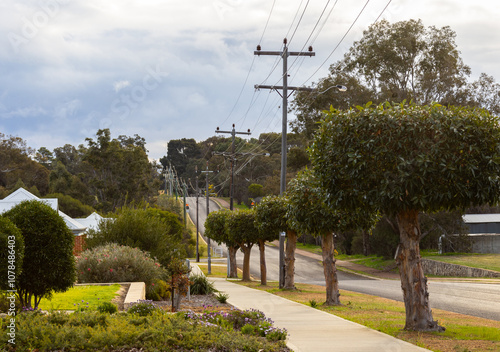 street in wheatbelt town of Darkan with street trees trimmed to fit under power lines photo