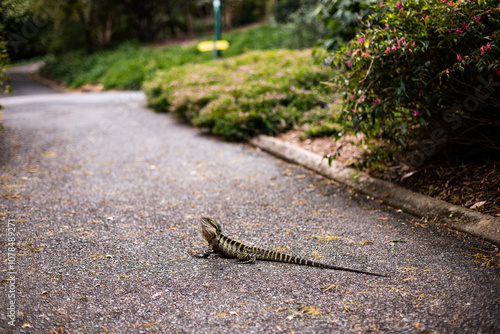 water dragon lizard on a path in Brisbane photo