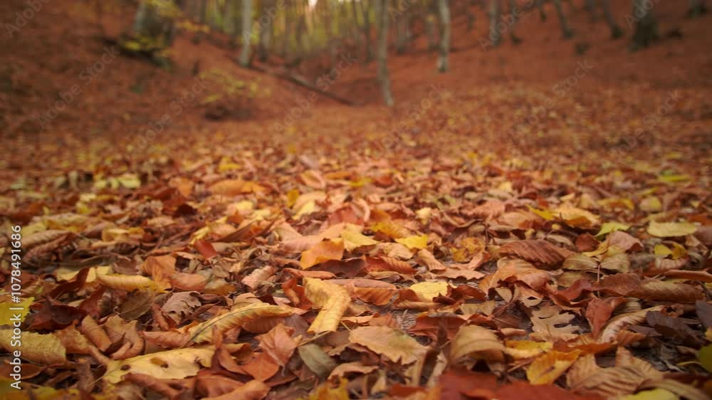 Late autumn forest deep in mountain. Nature lanpscape. Late autumn forest deep in mountain. Nature lanpscape.