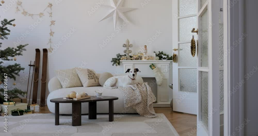 Stylish and designer room with a white sofa, a beautiful dog lying on it. A cozy decorated room for the upcoming Christmas. Christmas is coming. Home decor. Template. Stylish and designer room with a white sofa, a beautiful dog lying on it. A cozy decorated room for the upcoming Christmas. Christmas is coming. Home decor. Template.