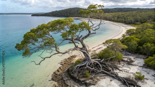 Drone Photography Capture of Gnarled Tree Along Lake Boomanjin on Fraser Island Surrounded by Lush Greenery and Crystal Clear Waters in a Serene Natural Landscape