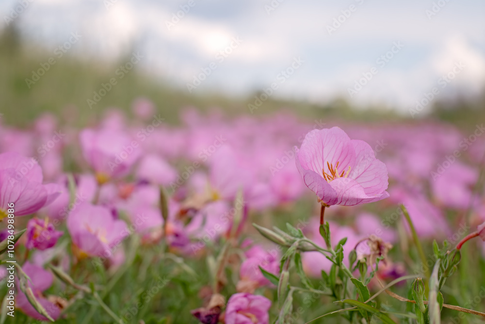 pink wild flowers, Oenothera speciosa, drought tolerant summer hot season roadside, Queensland Australia, close closeup detail pink wild flowers, Oenothera speciosa, drought tolerant summer hot season roadside, Queensland Australia, close closeup detail