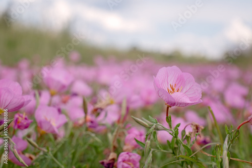 pink wild flowers, Oenothera speciosa, drought tolerant summer hot season roadside, Queensland Australia, close closeup detail