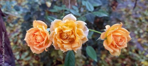 Photo of a yellow rose bush on a background of nature
