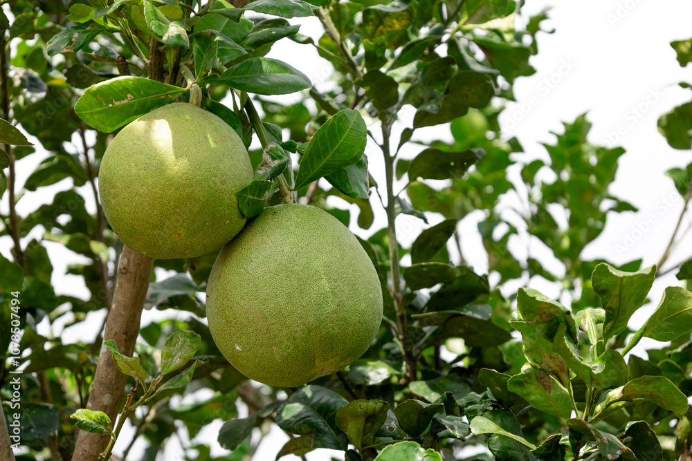 pomelo hang on branch of the pomelo tree pomelo hang on branch of the pomelo tree