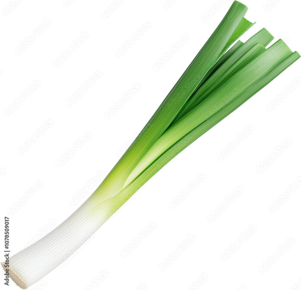 A fresh green onion with long, slender leaves and a white base, showcasing its vibrant color and crisp texture. A fresh green onion with long, slender leaves and a white base, showcasing its vibrant color and crisp texture.