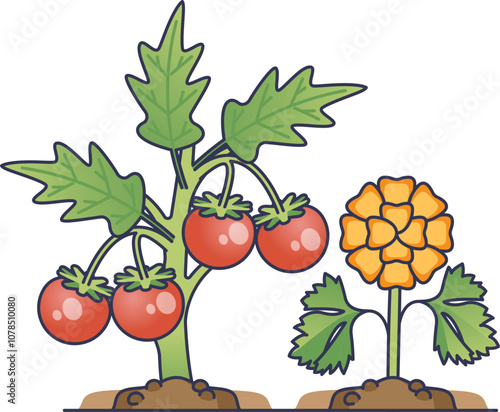Tomato plant and marigold flower illustrating companion planting benefits.