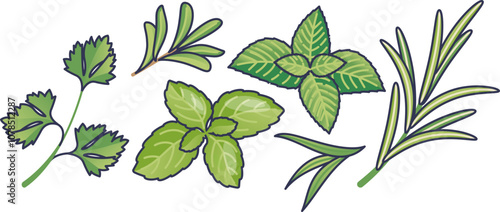 Illustration of various herbs including mint, rosemary, and cilantro.