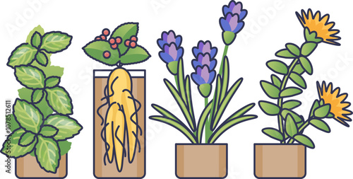 Illustration of medicinal herbs: mint, ginseng, lavender, and calendula.