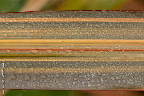Raindrops on variegated cordyline leaf