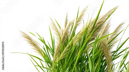 green grass isolated on white