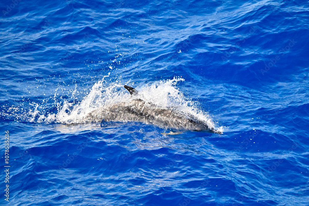 Naklejka premium Atlantic spotted dolphin surfacing through the ocean
