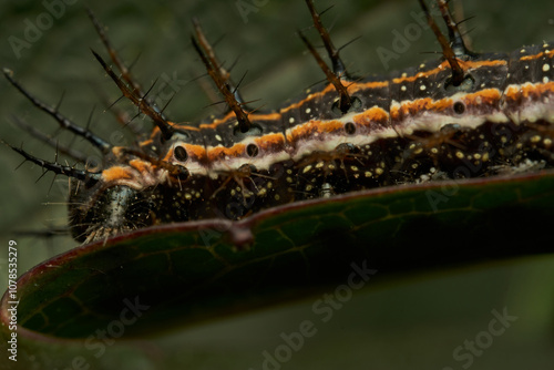 Butterfly Caterpillar on Green Leaf photo