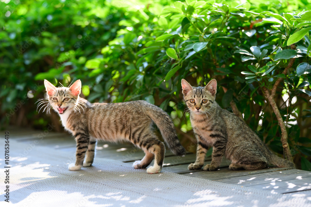 Two kittens in the garden