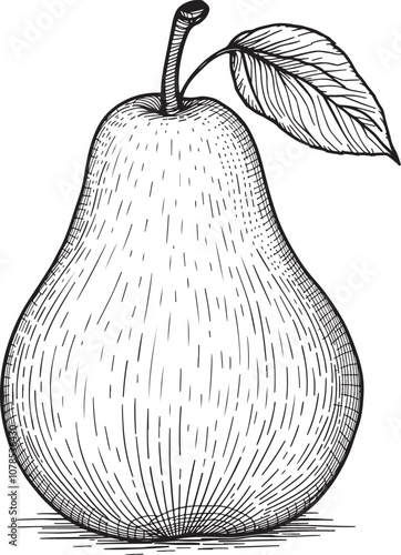 Pear Fruit, Linear Drawing Sketch Art Simple Vector Illustration, Black and White