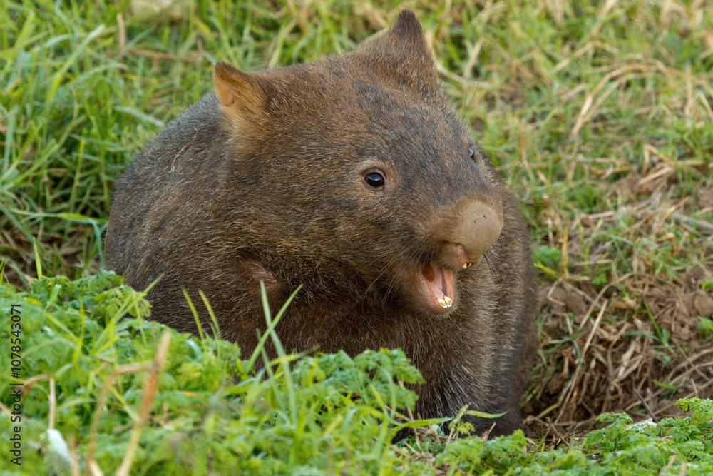 A yawning sleepy Bare-nosed wombat emerging from its burrow tunnel A yawning sleepy Bare-nosed wombat emerging from its burrow tunnel