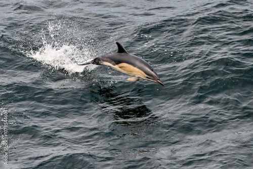 Common dolphin porpoising out of the water in the ocean photo