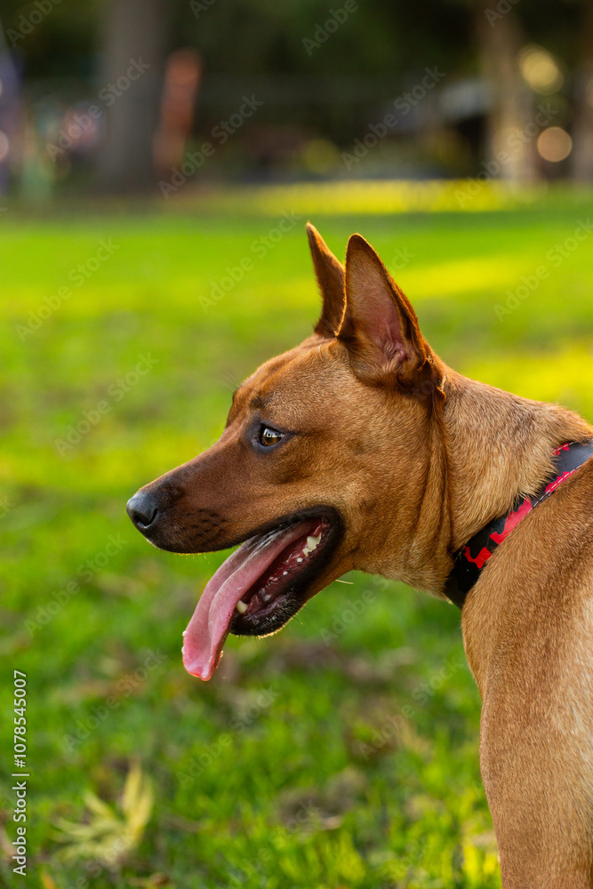 Australian mix breed dog kelpie and dingo crossbreed in golden afternoon light at park Australian mix breed dog kelpie and dingo crossbreed in golden afternoon light at park