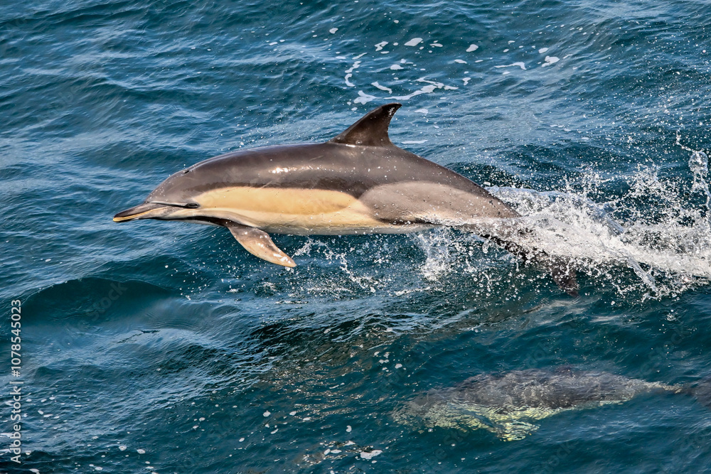 Naklejka premium A common dolphin jumping out of water