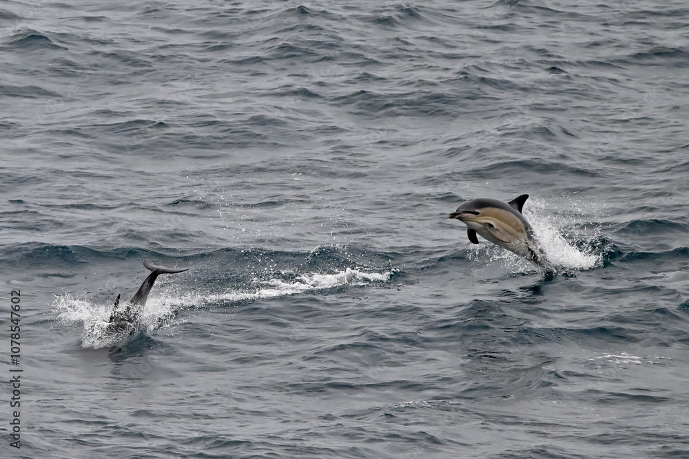 Naklejka premium two common dolphins jumping in the ocean, wild and free. UK coast. 