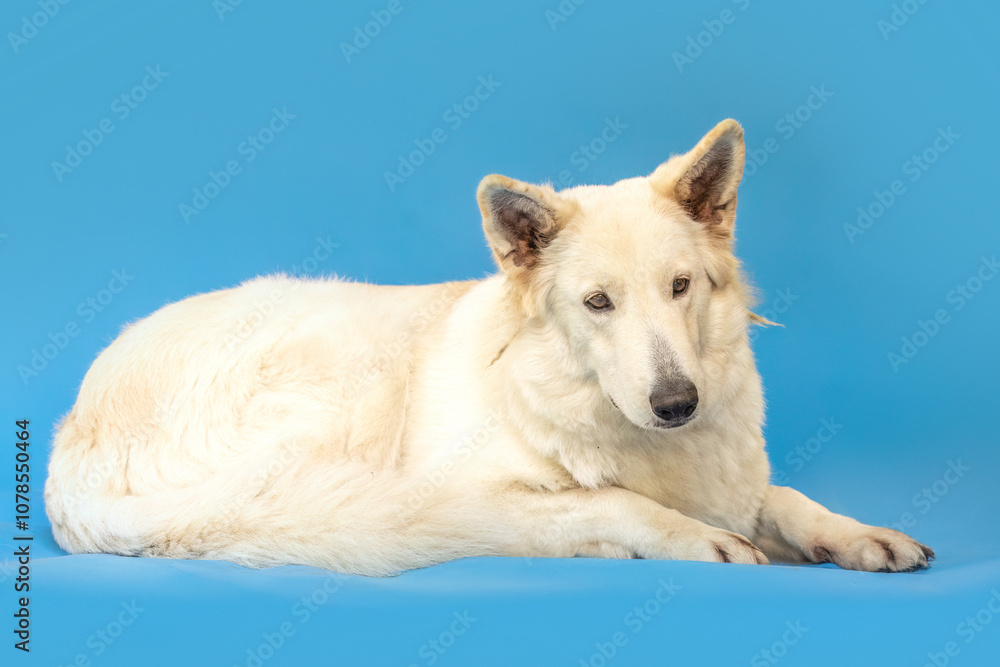A female white shepherd dog in front of blue studio background A female white shepherd dog in front of blue studio background