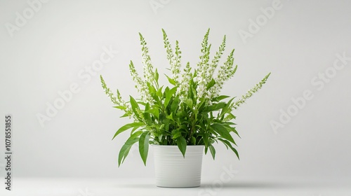 plant in a vase
