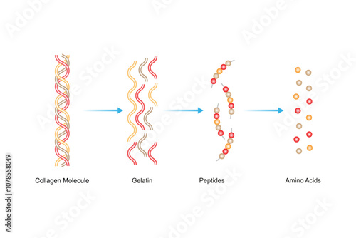 Collagen Molecule Structure Science Design. Vector Illustration.