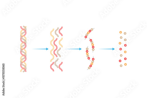 Collagen Molecule Structure Science Design. Vector Illustration.