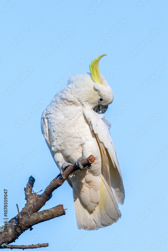 Sulphur-crested Cockatoo preening whilst perched on a bare branch. Sulphur-crested Cockatoo preening whilst perched on a bare branch.