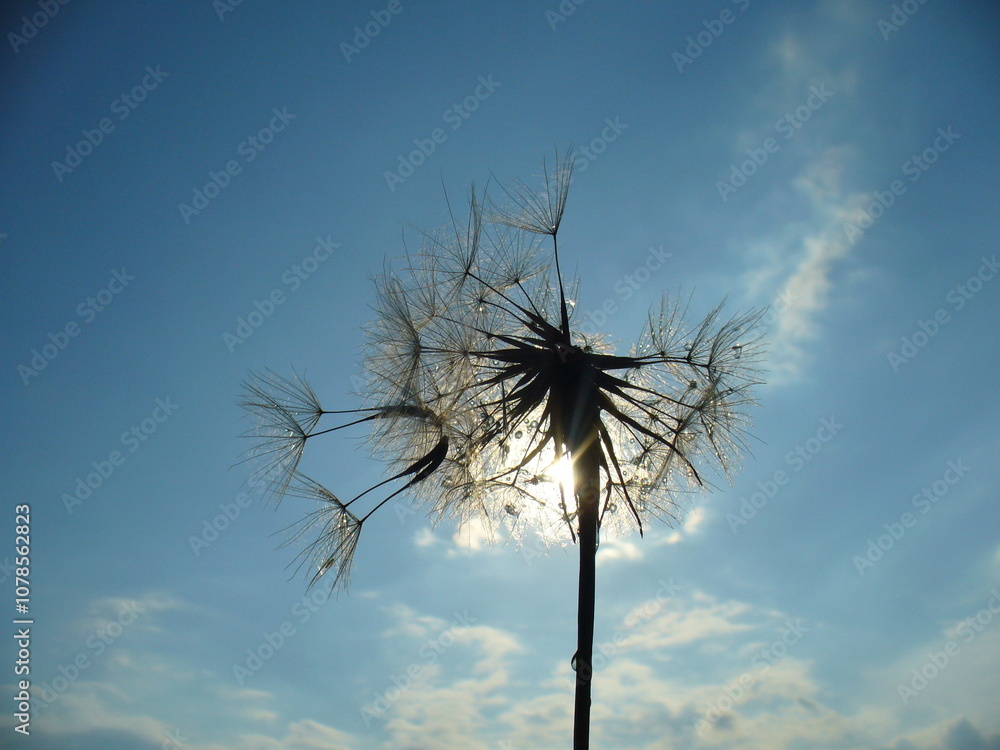 Common dandelion, Taraxacum officinale with seeds falling from inflorescence, water drops and sunlight on sunny blue sky - close-up, natural fresh background of beauty of nature. Common dandelion, Taraxacum officinale with seeds falling from inflorescence, water drops and sunlight on sunny blue sky - close-up, natural fresh background of beauty of nature.