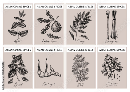 Asian spice labels set. Basil, curry, calangal, cilantro, lime sketches. Herbs and spices hand-drawn vector illustration. Vintage print design. NOT AI generated